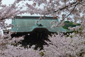 Roof of San-mon Gate, surrounded by cherry blossoms