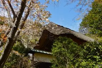 Yama-zakura cherry tree