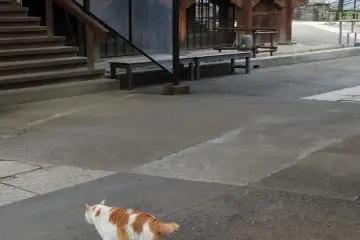 Menemukan kucing gendut!