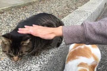 Mereka sangat jinak