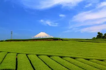 Tea plantation, Shizuoka