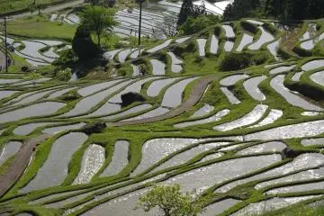 Each field is tiny and is worked by hand. 