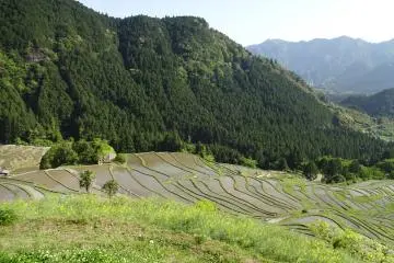 The hill that hosts the rice paddies is surrounded by forest and mountains. 