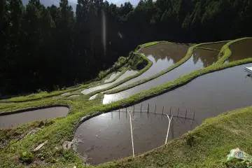 Reflections of the sunlight in the rice paddies. 