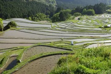 Volunteers have adopted the rice paddies and they plant and harvest the rice each year. 