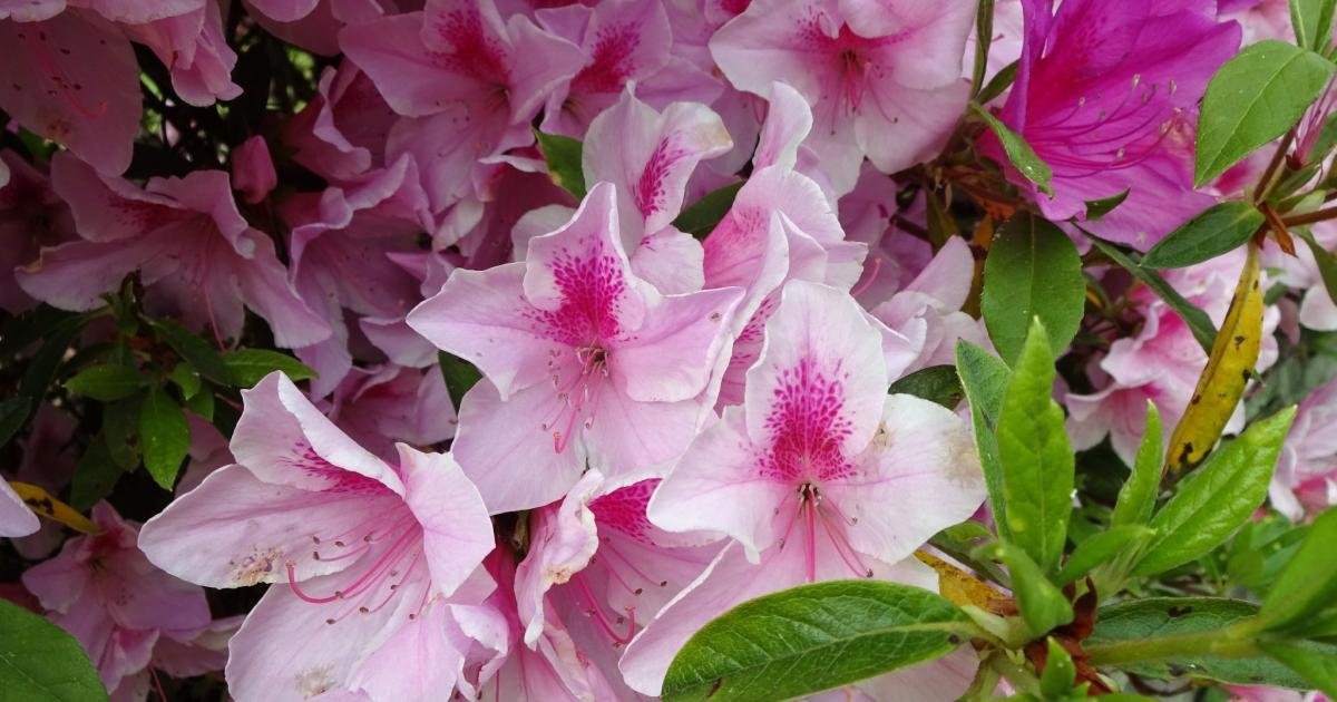 Rhododendron Mountain in Totsukawa Village - Wakayama - Japan Travel