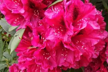 Followed by gorgeous red blossoms. 