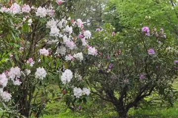 There are many bushes along a marked path.