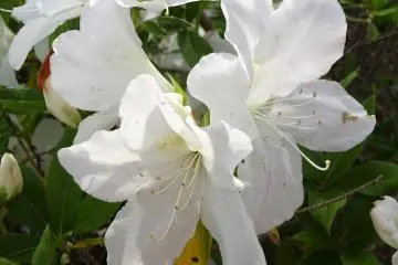 Some white flowers between all the shades of red. 