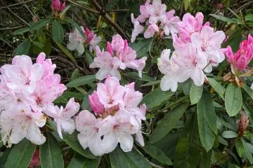 Here are some hybrids, a white and pink mix.