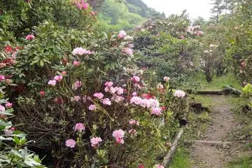 In the background is mountain scenery. 