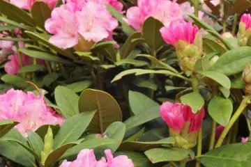 Shades of pink rival the red.