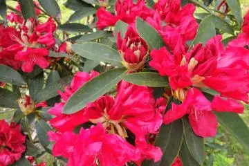But red is equally nice for a flower photo shot. 