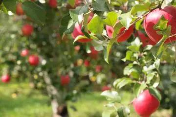 이 공예 마을에 계시는 동안 본인의 과일을 따보자