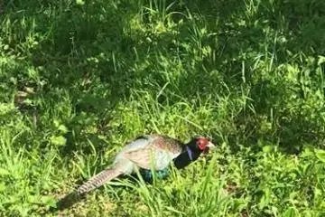 The Green Pheasant - Japan's National Bird