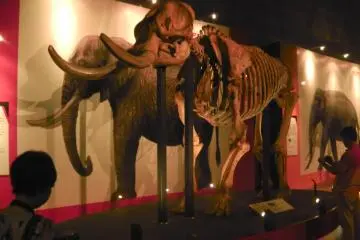 Do you know the difference between an elephant and a mammoth?