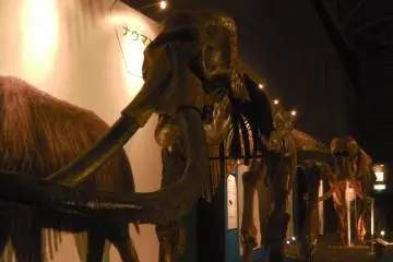 True-size skeletons