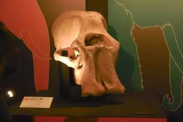 The skull was almost perfectly preserved