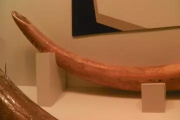 Mammoth tusks