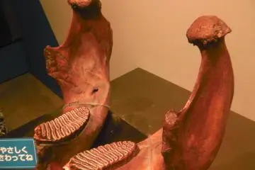 Visitors can touch real mammoth teeth
