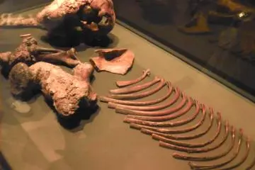 Bones on display