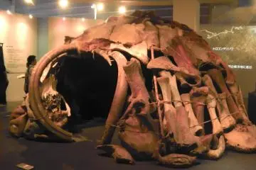 Neanderthal house replica made of mammoth bones and parts