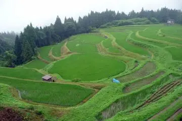 Photo:  Rice Terraces of Ueyama in Ojiro in Summer – <a href="https://ja.wikipedia.org/wiki/%E3%83%95%E3%82%A1%E3%82%A4%E3%83%AB:Ueyama-Tanada-Summer.JPG" target="_blank" rel="noreferrer noopener nofollow">Fukufuku1</a> / <a href="https://creativecommons.org/licenses/by-sa/3.0/deed.en" target="_blank" rel="noreferrer noopener nofollow">CC BY-SA 3.0</a>