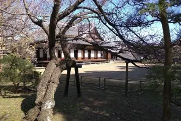 The plum tree - symbol of learning  
