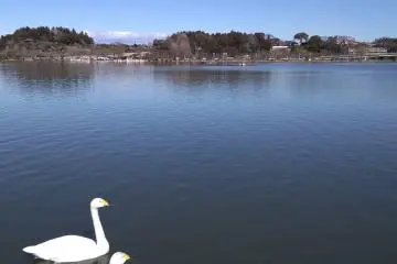 Swan Lake