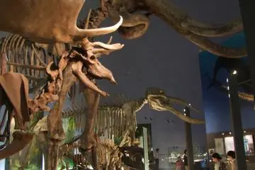 Berderet-deret fosil dinosaurus