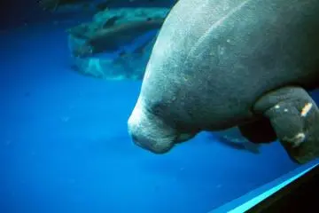 Dugong di Aquarium Toba