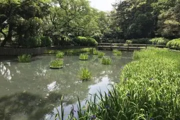 Irises had begun to bloom