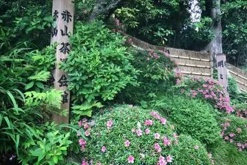 Azaleas in bloom contrast nicely with the greens