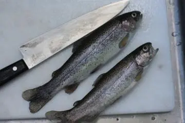 Rainbow trout (Photo: <a href="https://www.flickr.com/photos/iyoupapa/9486671308/in/photolist-fsiESq-S2vHSP-6ksU5-aCcP7w-5DVjTk" target="_blank" rel="noreferrer noopener nofollow">iyoupapa</a> / <a href="https://creativecommons.org/licenses/by-sa/2.0/" target="_blank" rel="noreferrer noopener nofollow">CC BY-SA 2.0</a>)