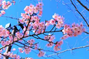 春の小田原城