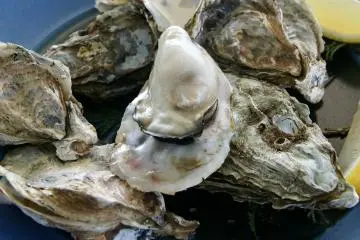 Fresh oysters