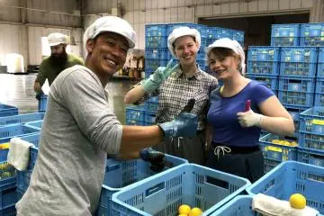Orange harvest in Kochi: job arranged by World Unite