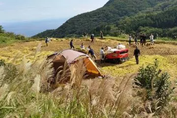 Rice harvest on Sado Island