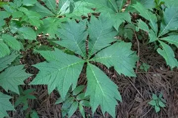 Beautiful unknown plant