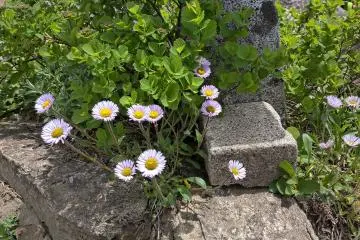 Some flowers at the top