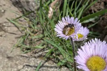 A bee looking for nectar