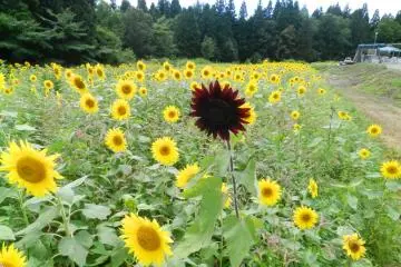 A single dark red sunflower.