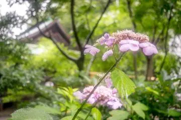 At last, some pink hydrangeas 