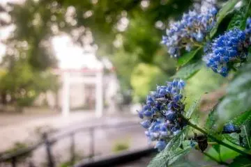  Some similar looking hydrangeas overlooking the main entrance in the distance