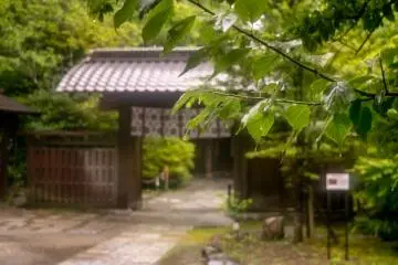 Rain soaked leaves