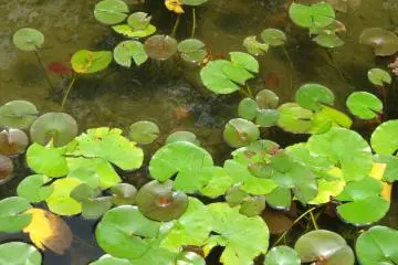 Lily pads and "space" medaka (small fish) in the pond