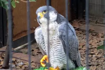 The peregrine falcon was a majestic sight to behold