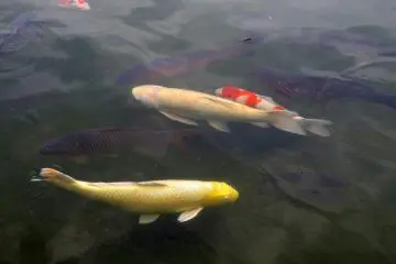 Koi fish in the pond in Heisei Garden