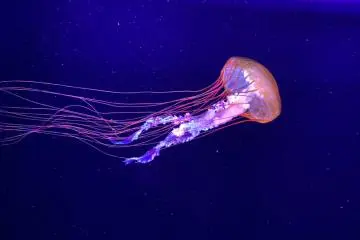 The Pacific sea nettle