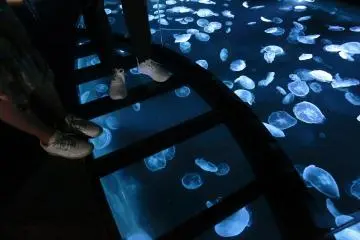 The Big Petri Dish deck